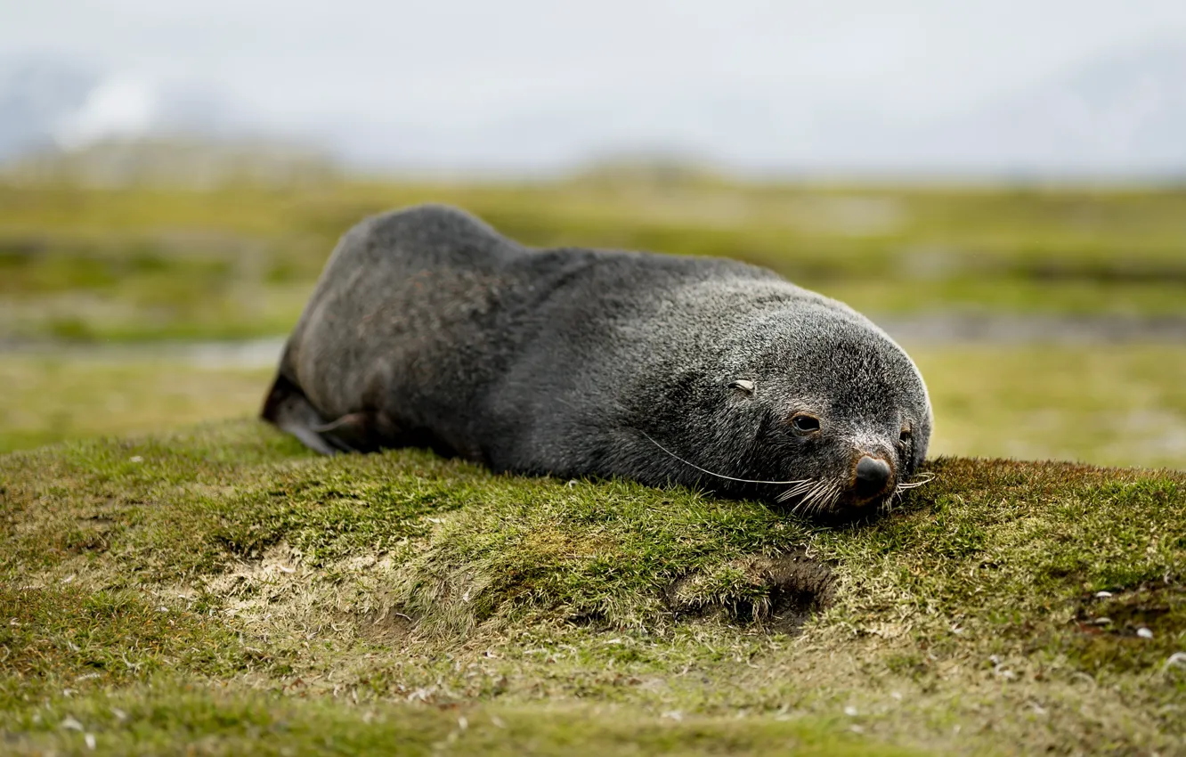 Фото обои animal, mole, ground