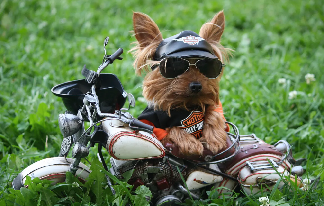 Фото обои трава, собака, юмор, очки, футболка, мотоцикл, кепка, Harley-Davidson