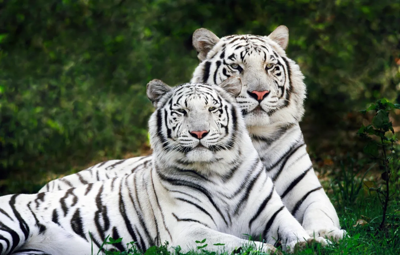Фото обои пара, двое, тигры