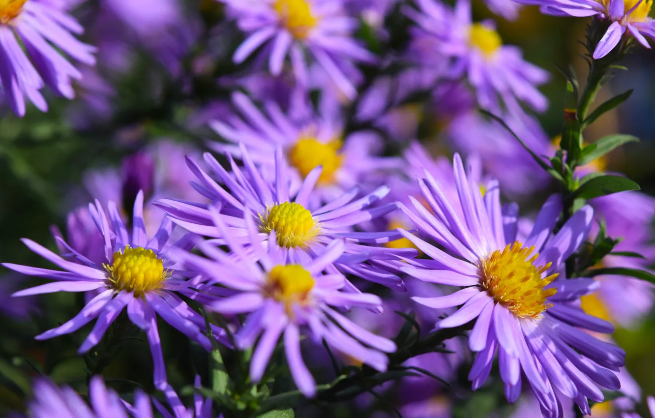 Фото обои осень, фиолетовый, цветы, желтые, широкоформатные, октябрины