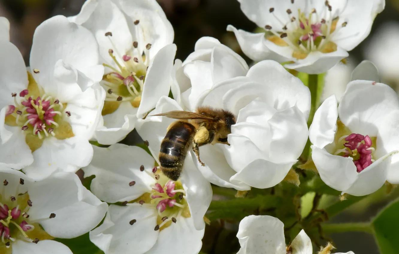 Фото обои макро, вишня, пчела, весна