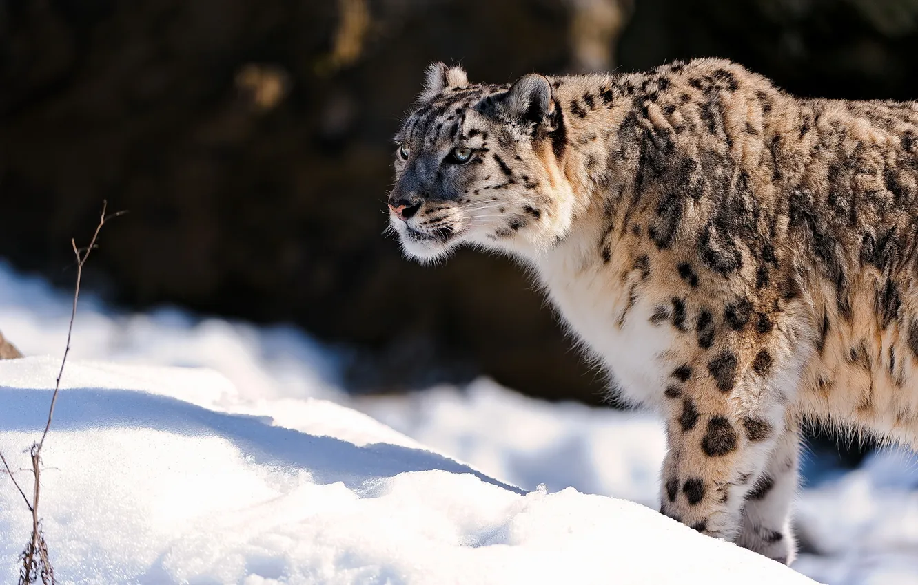 Фото обои морда, снег, хищник, ирбис, снежный барс, snow leopard, стоит, смотрит