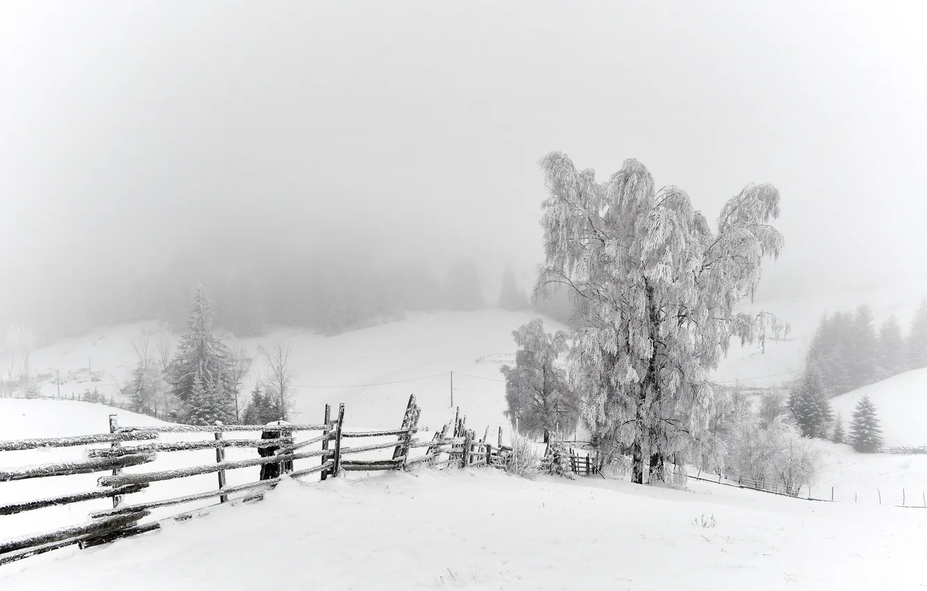 Фото обои зима, снег, деревья, забор