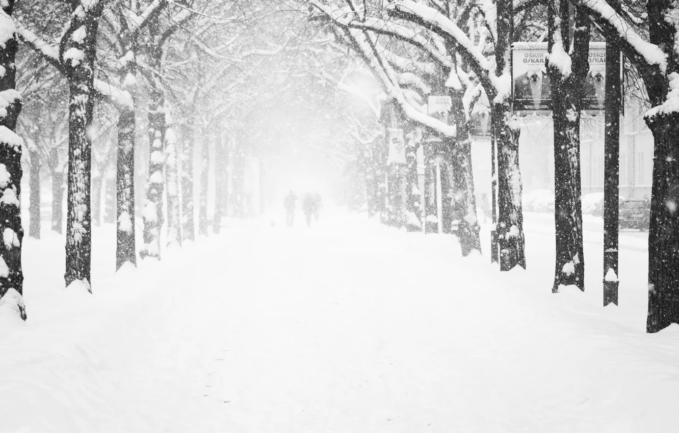 Фото обои холод, зима, иней, дорога, женщины, девушка, деревья, снежинки