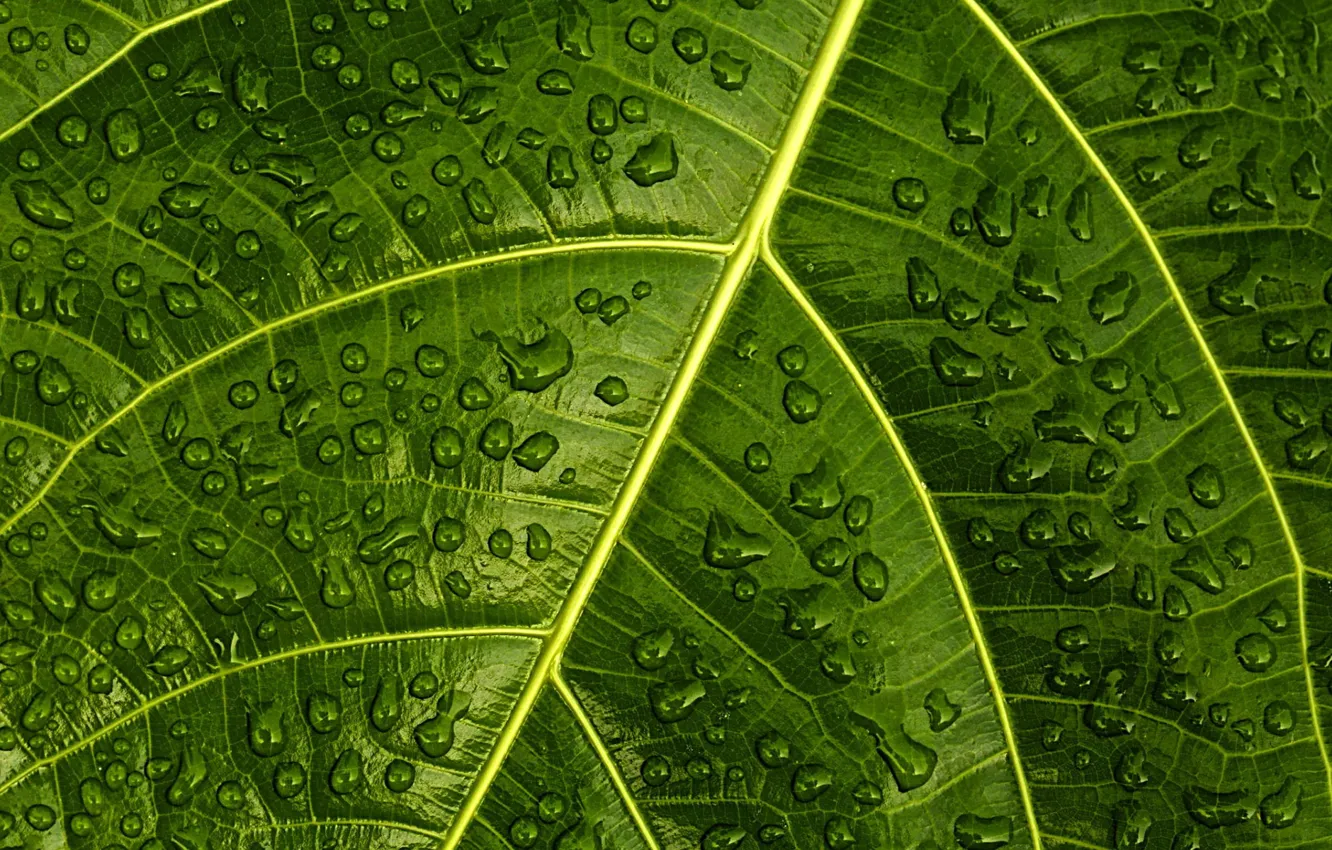 Фото обои green, pattern, leaf, plant