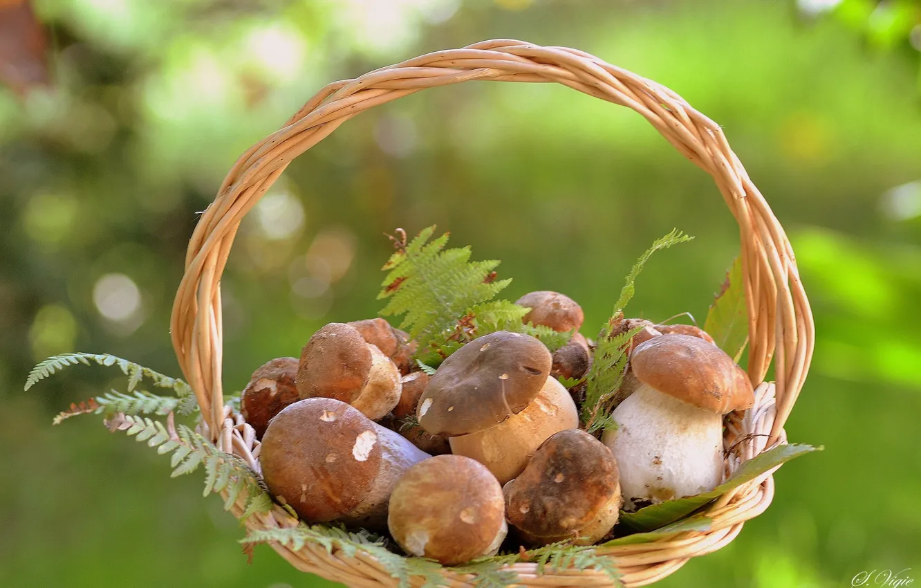 Фото обои грибы, корзинка, боровики, белые грибы