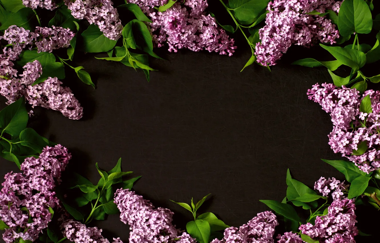 Фото обои цветы, ветки, flowers, сирень, lilac, frame