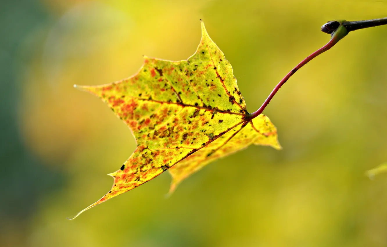 Фото обои осень, макро, лист, размытость