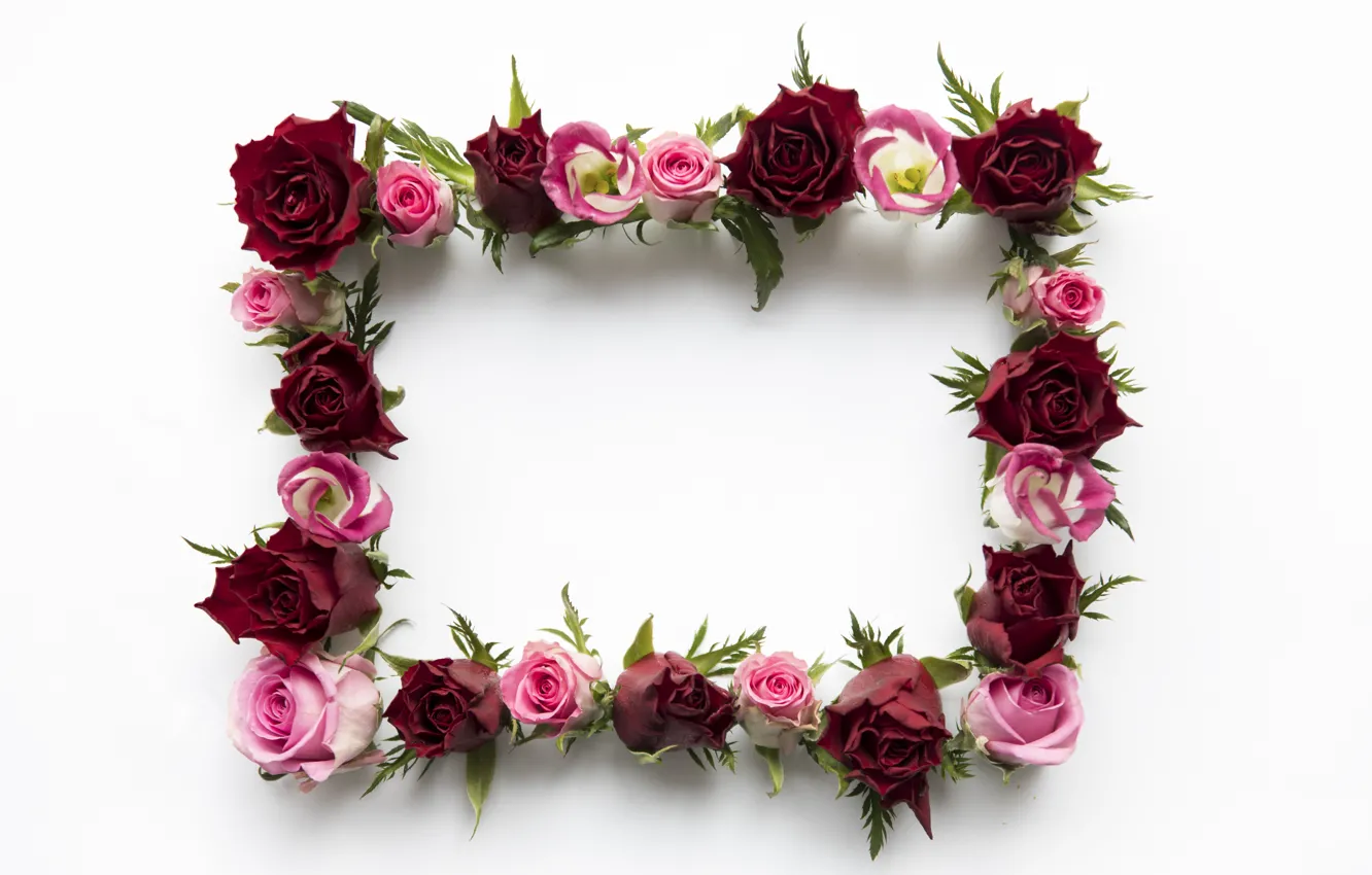 Фото обои цветы, розы, red, розовые, pink, flowers, roses, frame