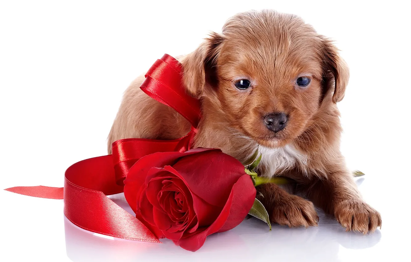 Фото обои роза, маленький, лента, щенок