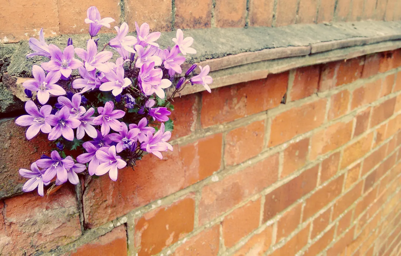 Фото обои цветы, фон, стена