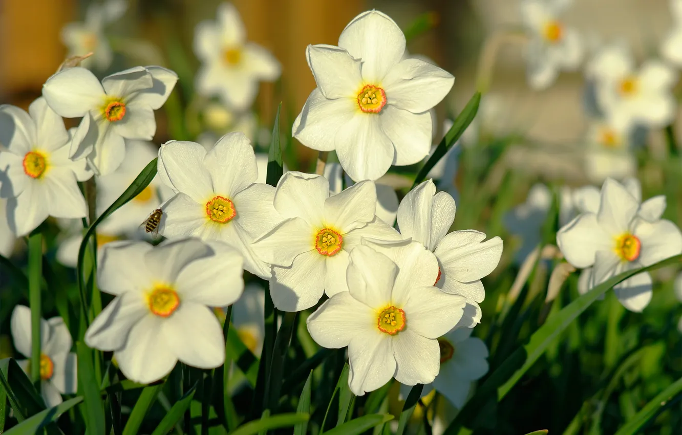 Фото обои макро, свет, пчела, весна, нарциссы