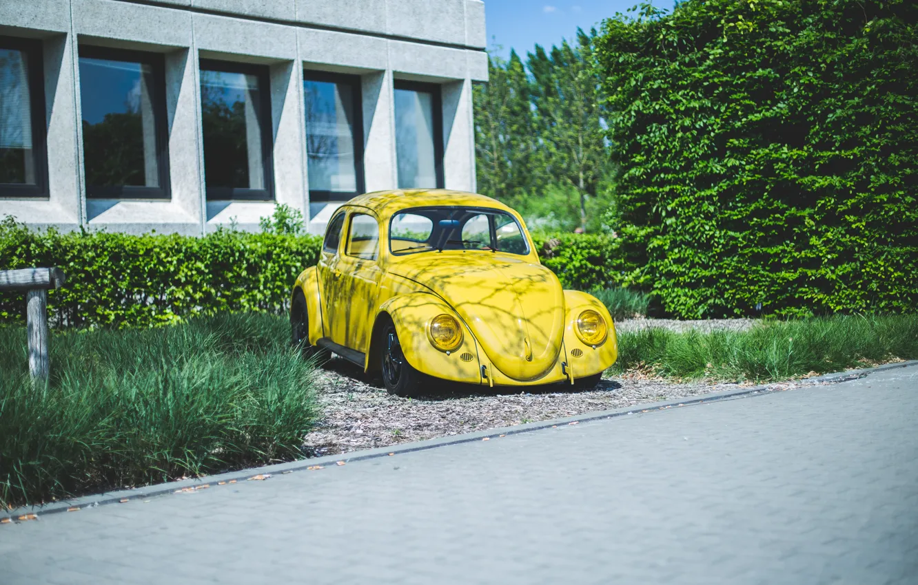 Фото обои Volkswagen, Yellow, Beetle