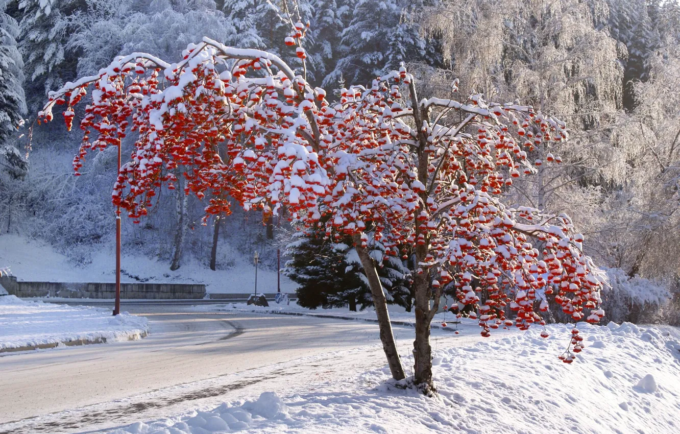 Фото обои зима, дерево, Белокуриха, Алтай