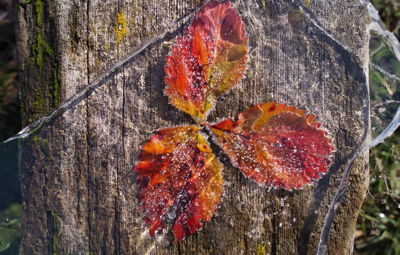 Фото обои лед, осень, листья, макро, первые заморозки