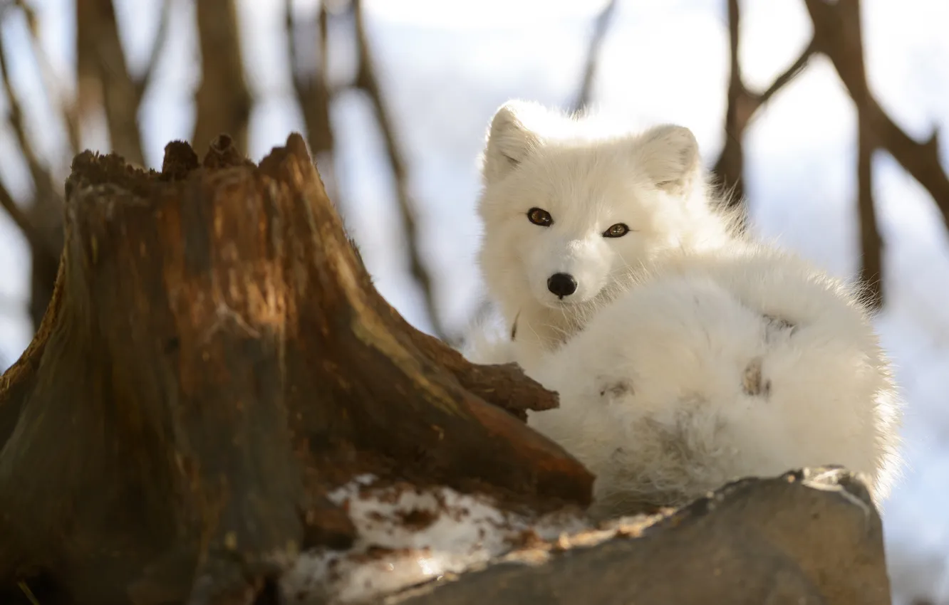 Фото обои взгляд, пень, мордочка, полярная лисица, Песец