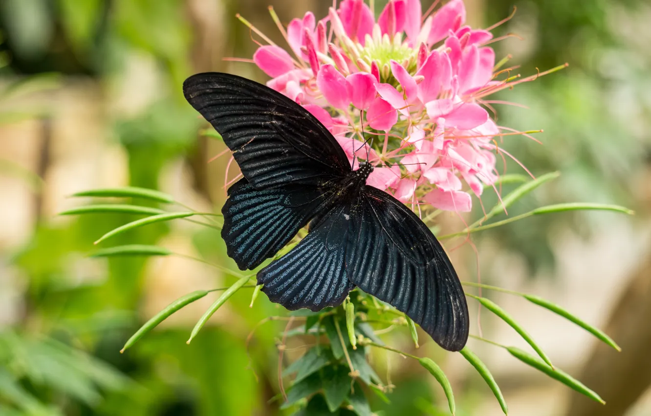 Фото обои black, nature, blue, butterfly, insect, highland, cameron, cameron highland