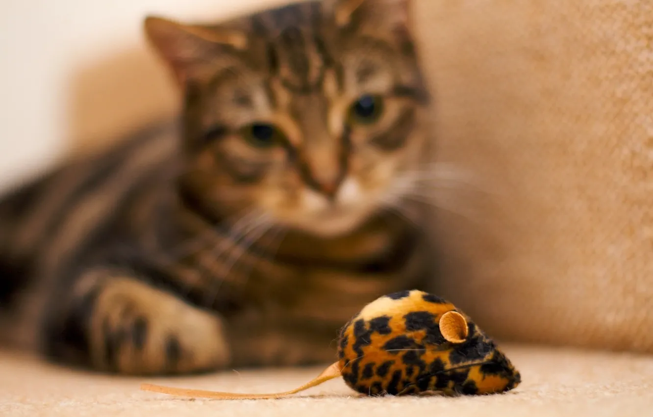 Фото обои мышь, Кот, наблюдения, игрушечная