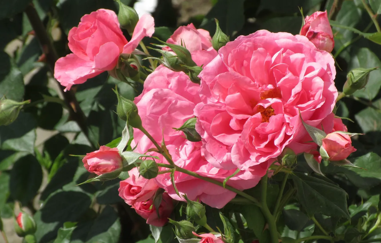 Фото обои лето, розы, бутоны, розовые розы, Meduzanol ©, лето 2018