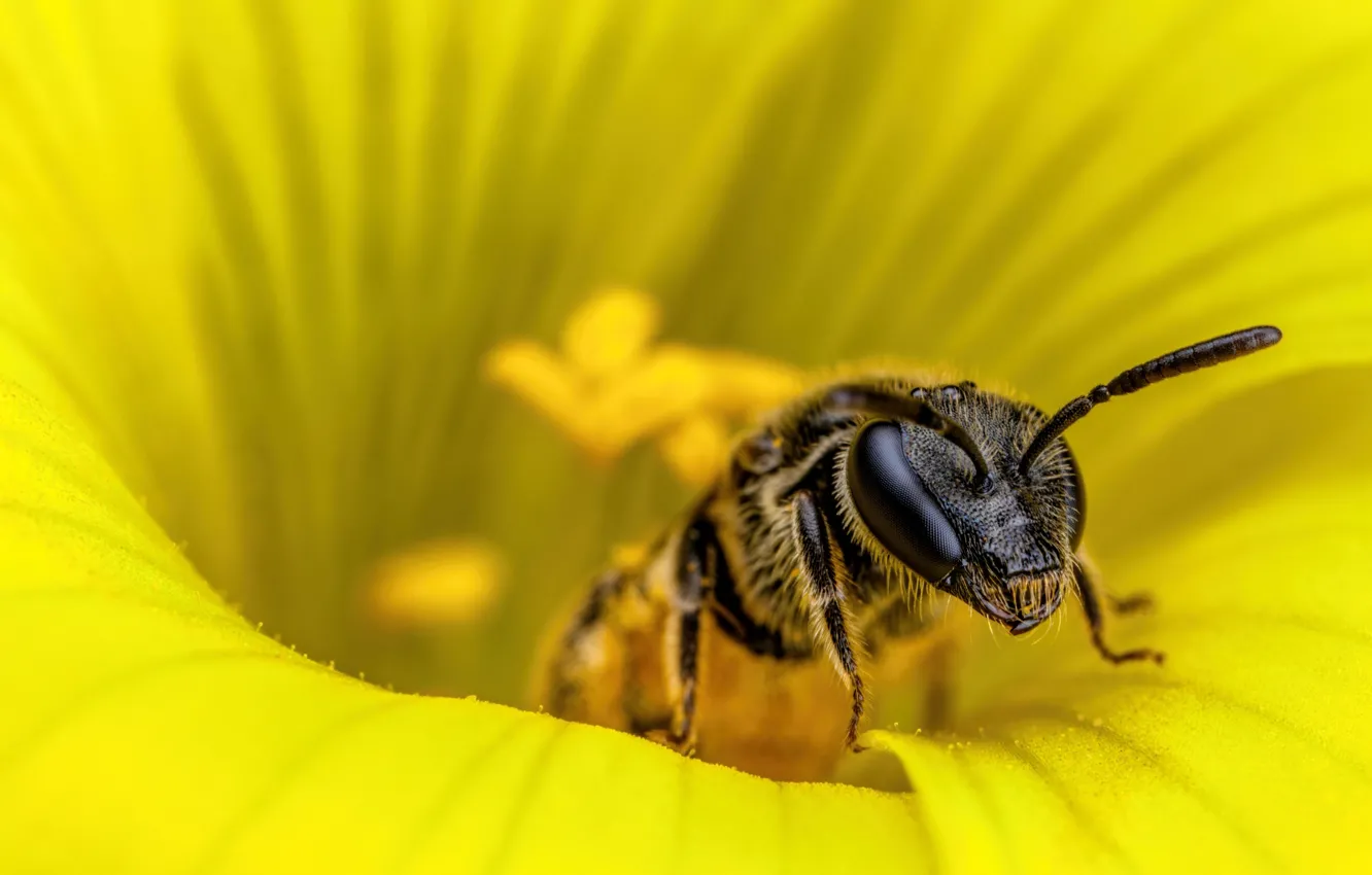 Фото обои макро, цветы, желтый, пчела