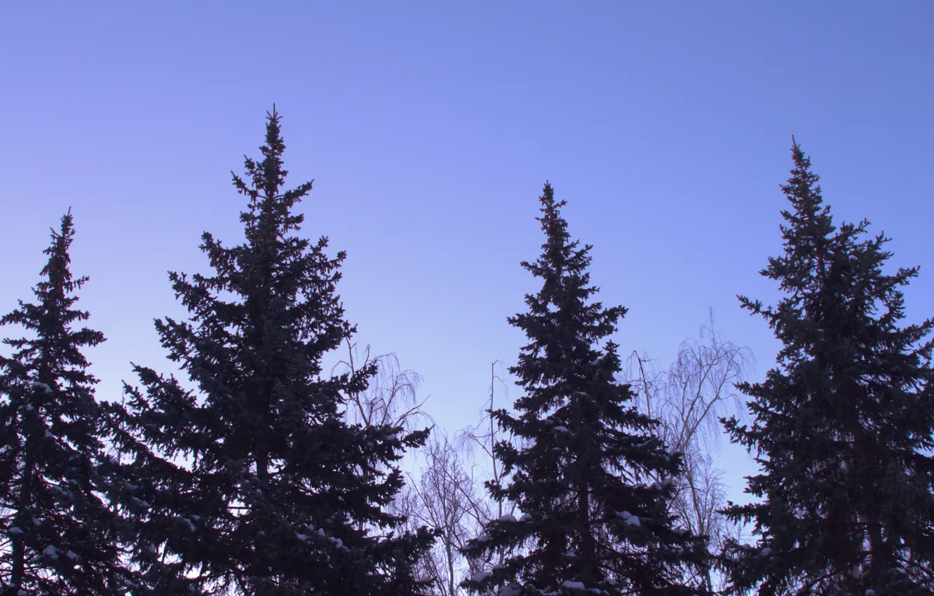 Фото обои зима, небо, снег, природа, утро, сумерки, хвойные деревья, Stan