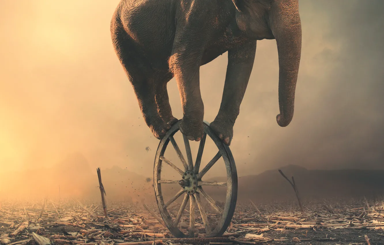 Фото обои слон, колесо, арт