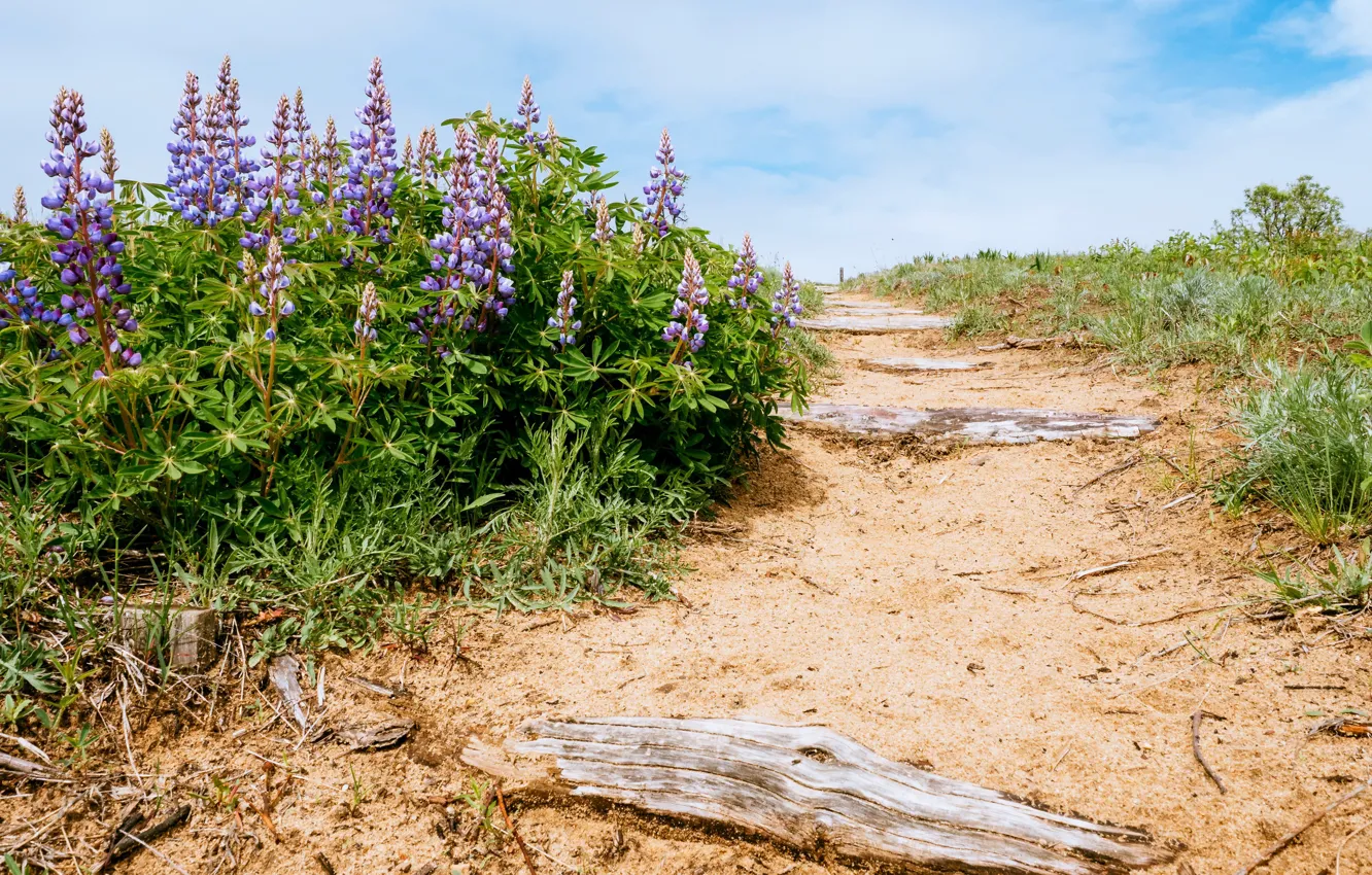 Фото обои дорога, лето, цветы