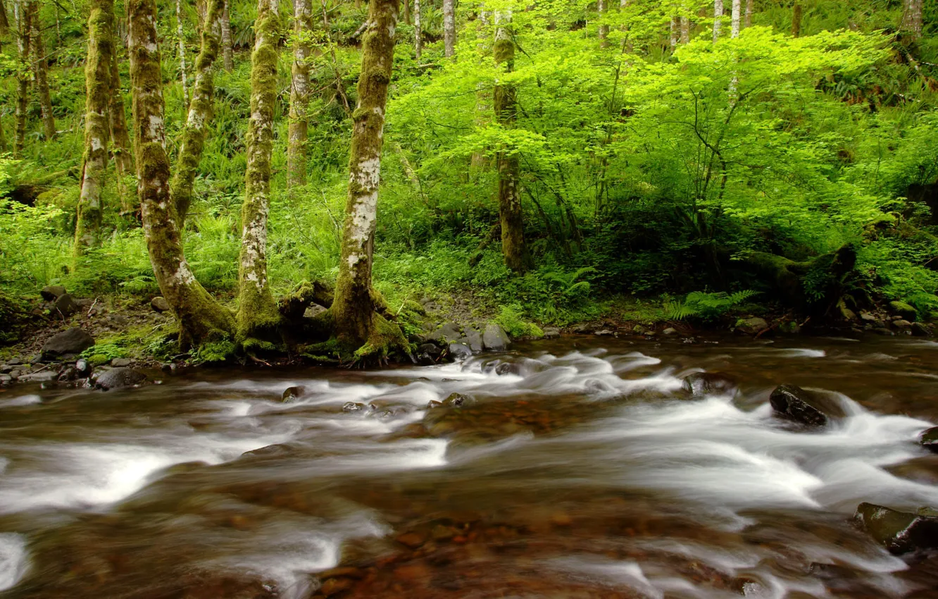 Фото обои зелень, лес, деревья, река, камни, поток, Орегон, USA