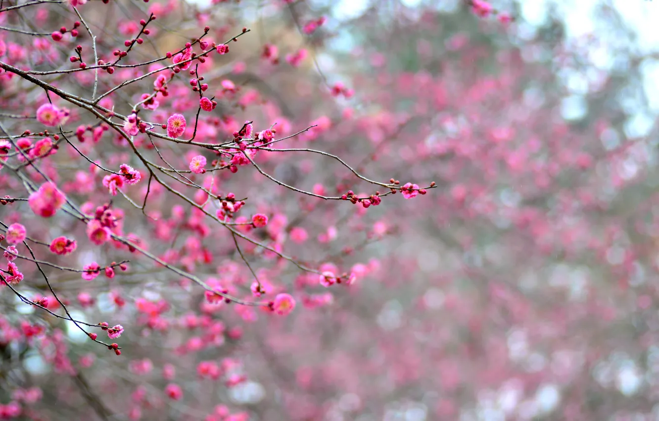 Фото обои макро, цветы, ветки, дерево, фокус, лепестки, Япония, размытость