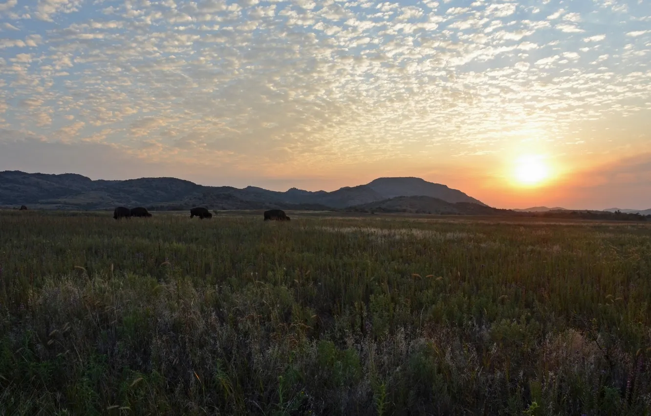 Фото обои закат, горы, природа, луг, бизоны