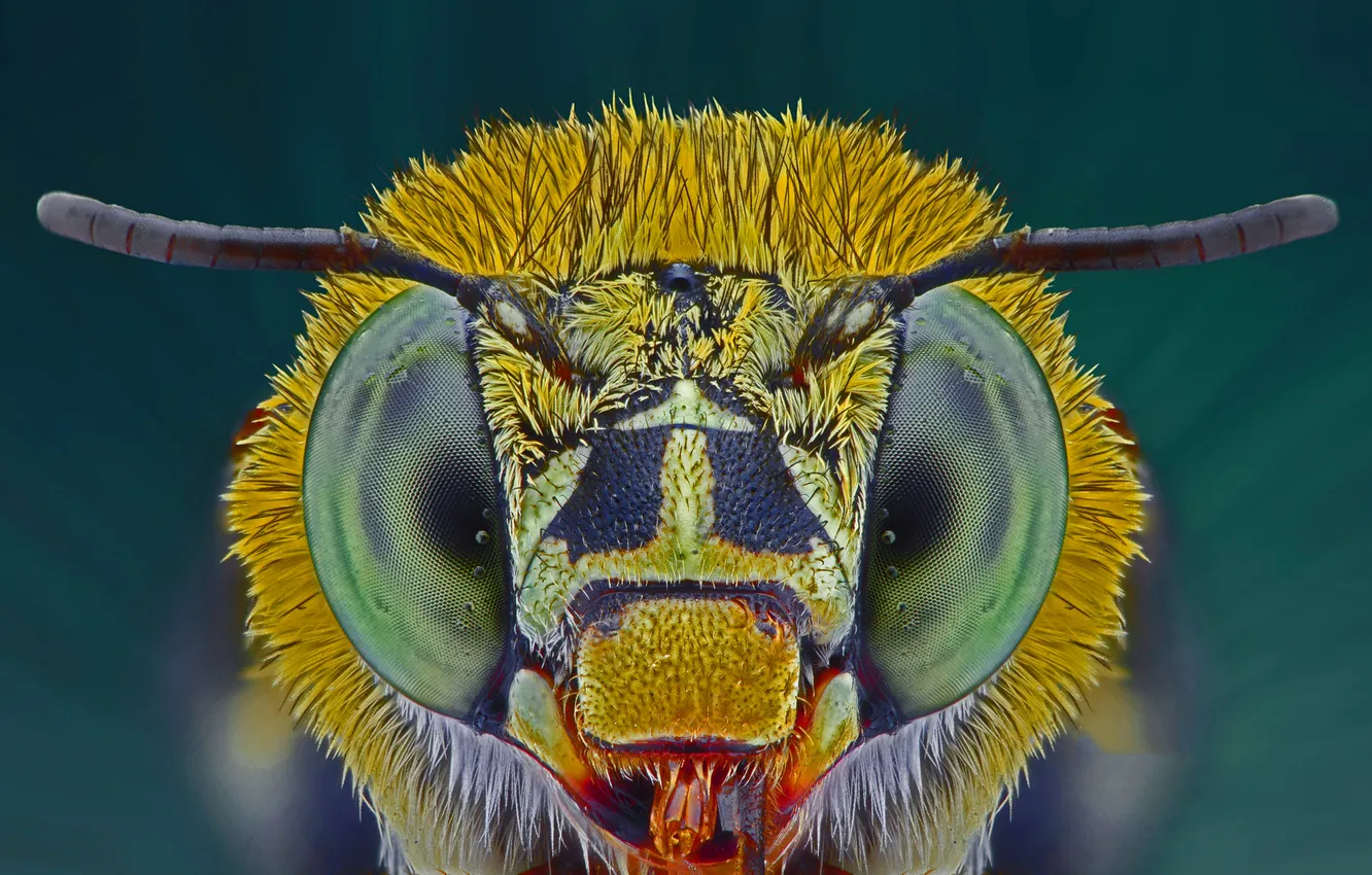 Фото обои глаза, насекомое, голубая ленточная пчела