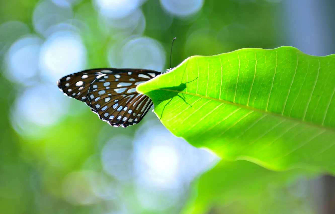 Фото обои лист, блики, бабочка, тень
