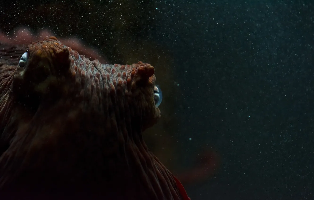 Фото обои макро, аквариум, осьминог, подводный мир, под водой