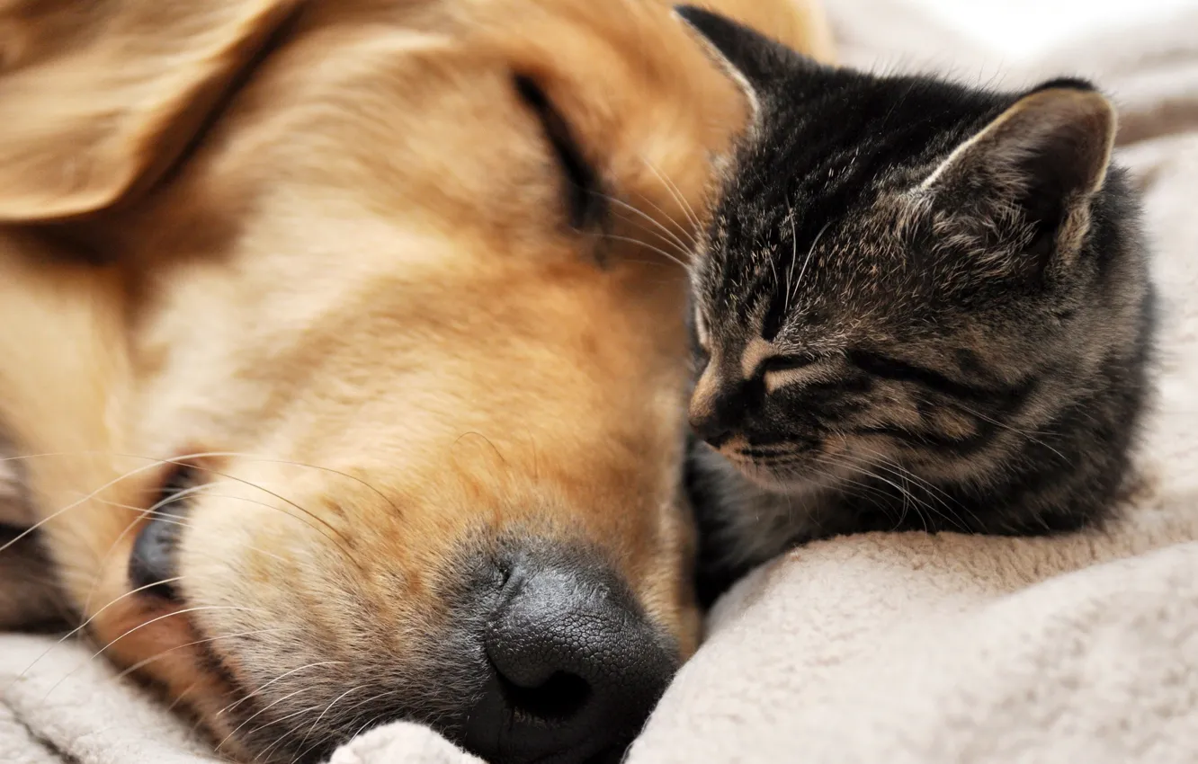 Фото обои кот, собака, Dog, Cat, спят