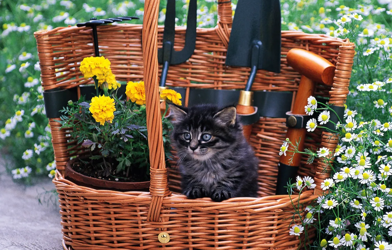 Фото обои кошка, трава, кот, цветы, котенок, корзина, cat