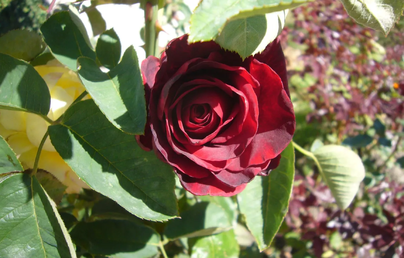 Фото обои rose, flower, autumn