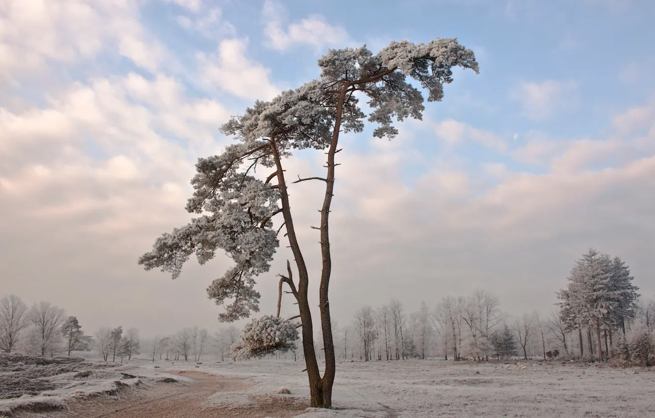 Фото обои холод, зима, снег, пейзаж, природа, дерево, обои, wallpapers