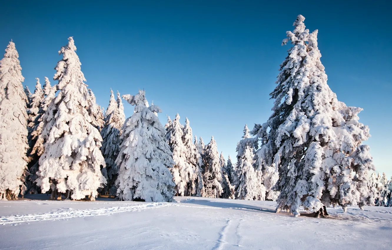 Фото обои зима, снег, деревья, природа, фон, обои, елки, ель