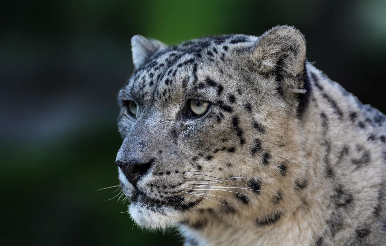 Фото обои хищник, дикая кошка, Panthera uncia, Snow leopard