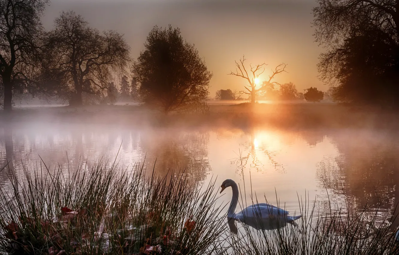 Фото обои закат, туман, озеро, лебеди
