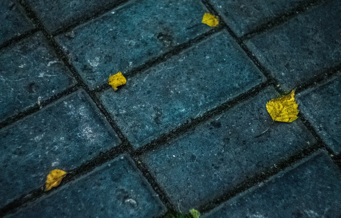 Фото обои осень, асфальт, текстура, yellow