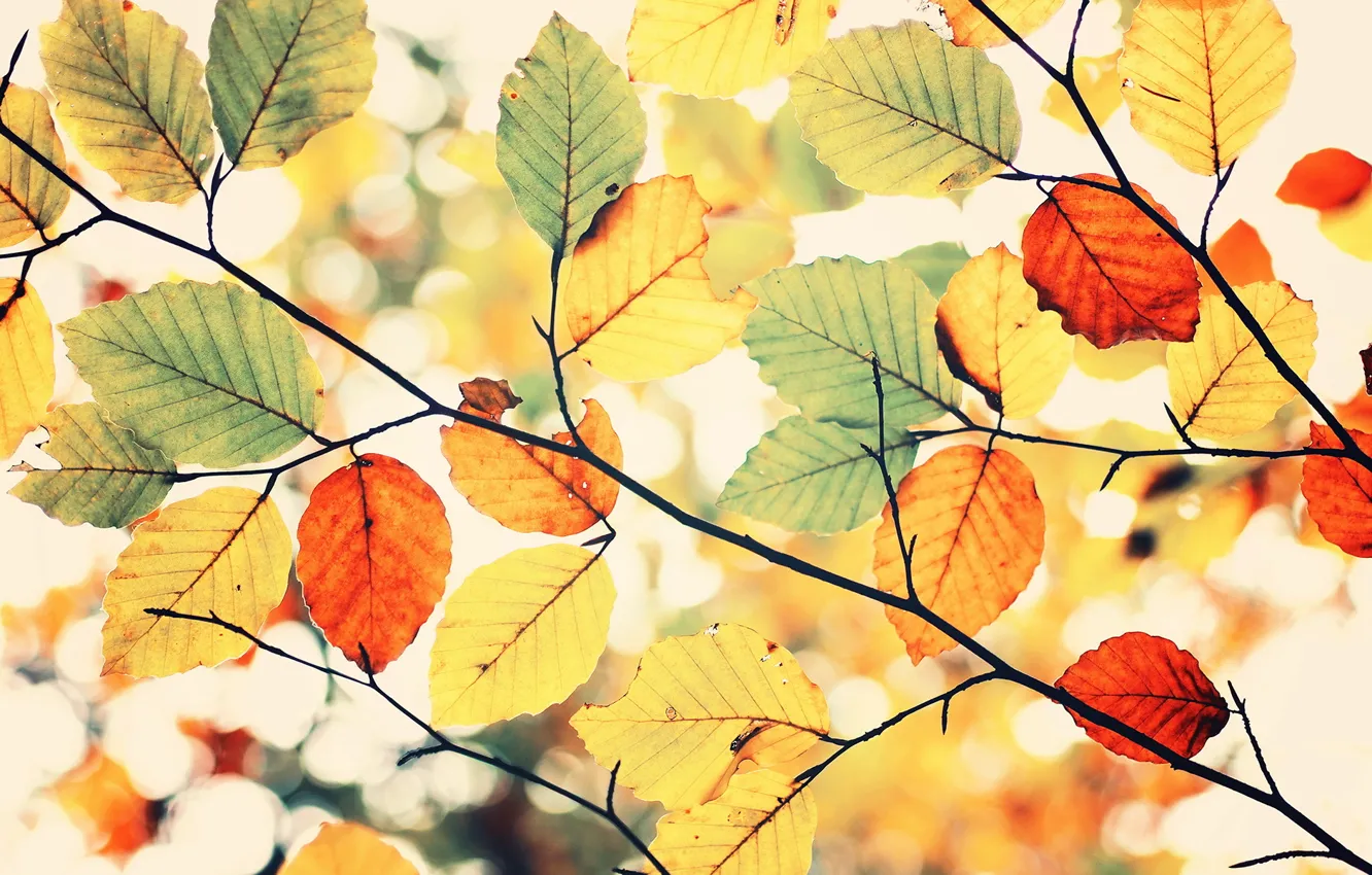 Фото обои colors, sky, leaves, herbst, Colorful autumn