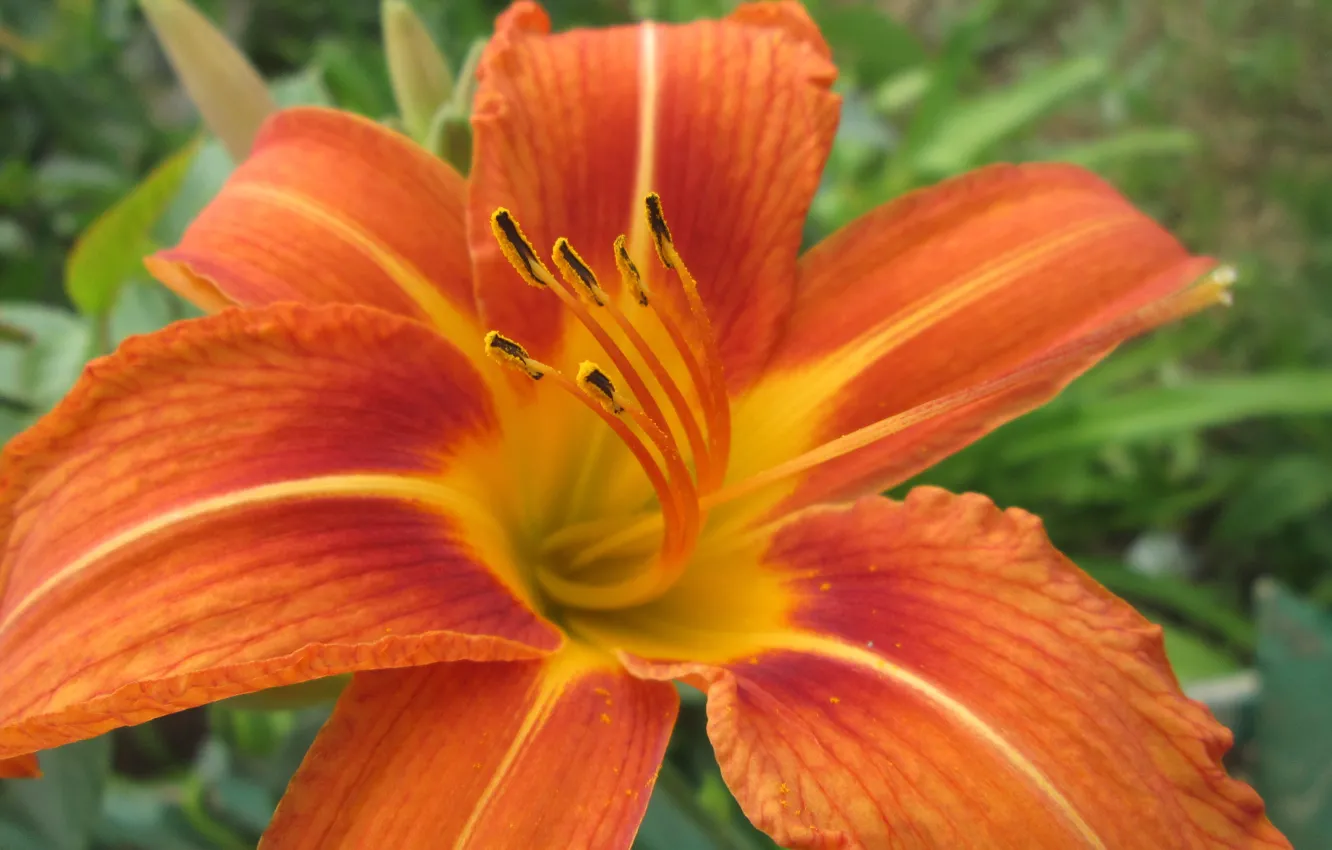Фото обои цветы, оранжевый, flowers, orange