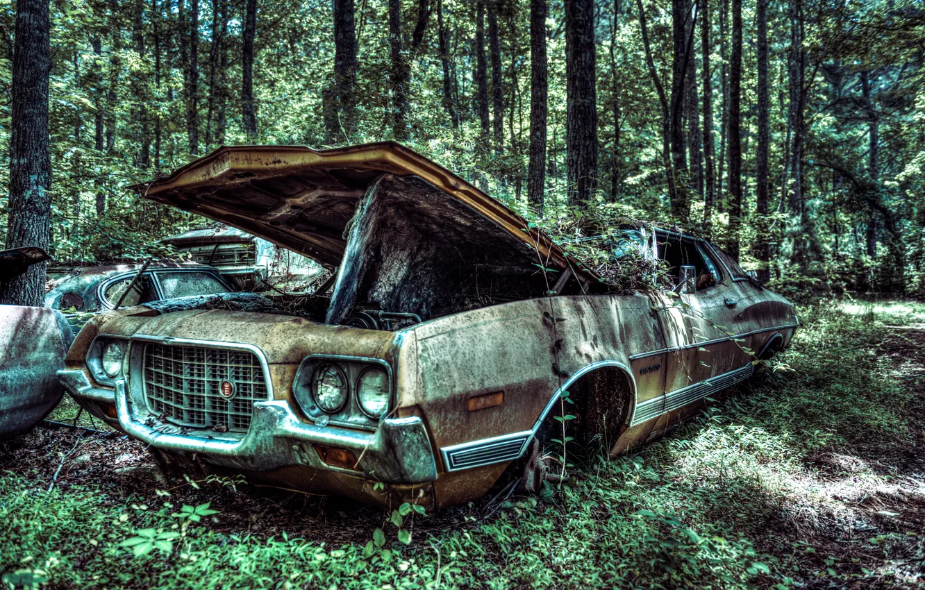 Фото обои машина, лес, дерево, Ford, старый, forest, автомобиль, сша