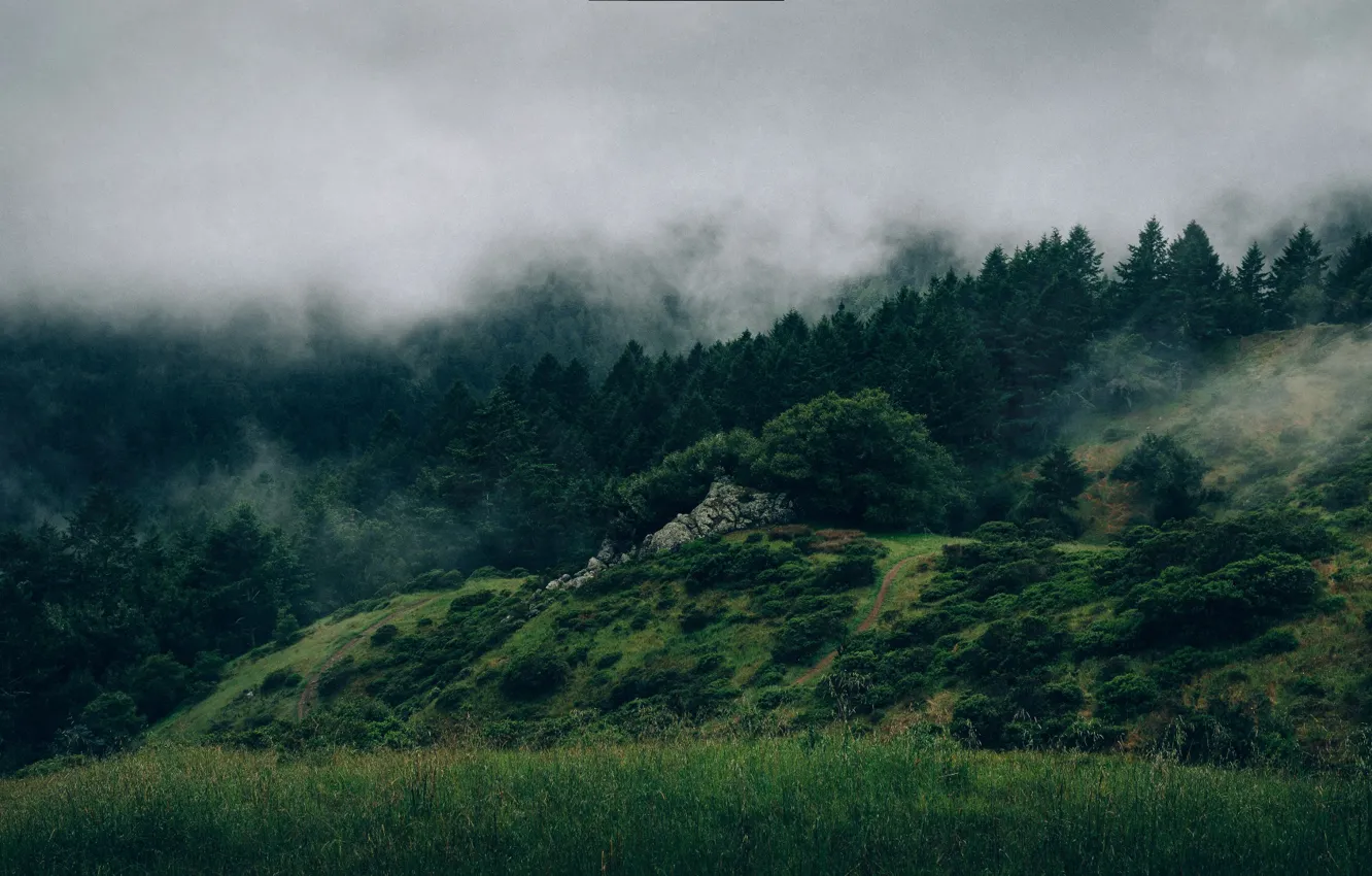 Фото обои grass, forest, mist