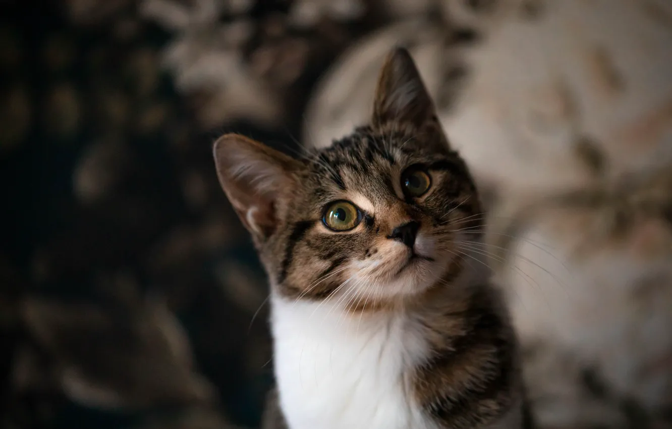 Фото обои кошка, кот, взгляд, поза, мордашка