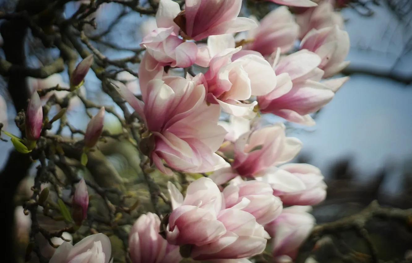 Фото обои цветы, ветки, весна, розовые, бутоны, цветение, магнолия