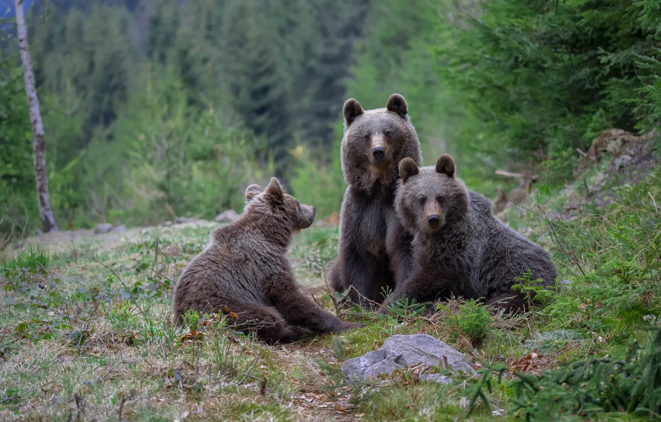 Фото обои лес, трава, природа, медведи, три, медвежата, трио, медведица
