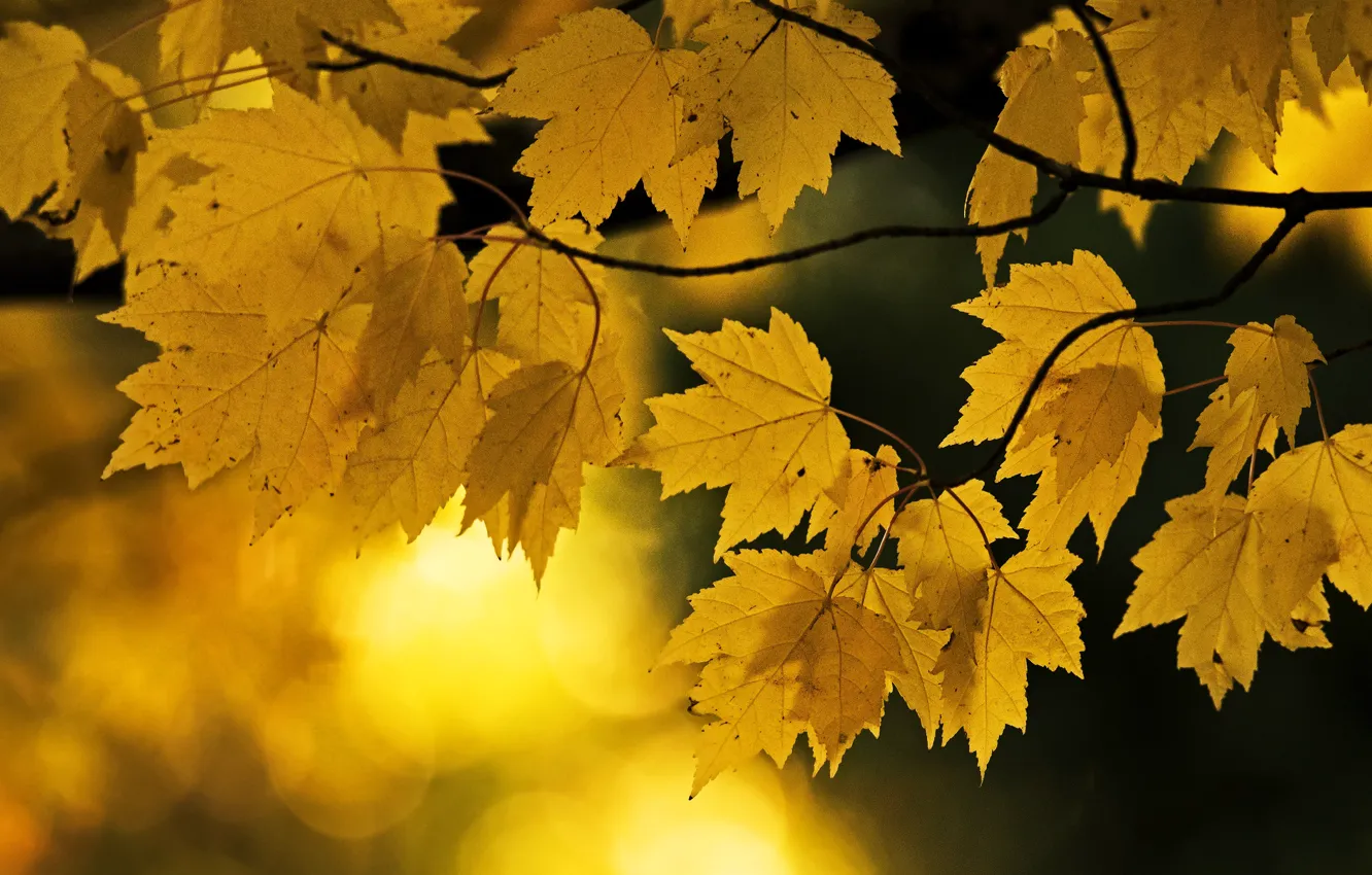 Фото обои осень, свет, ветки, природа, желтые, клён, кленовые, боке