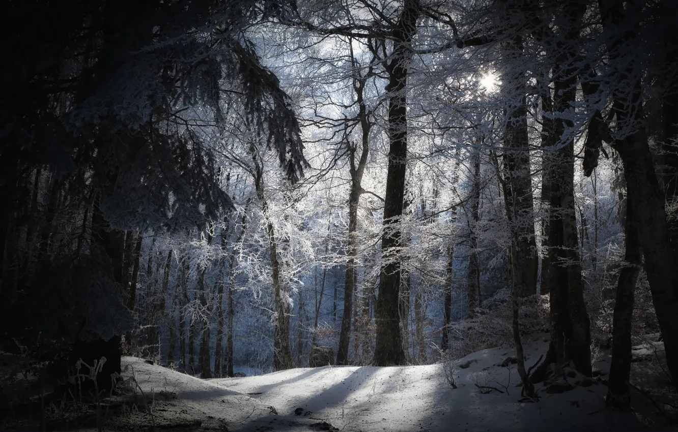 Фото обои зима, лес, солнце, снег, природа